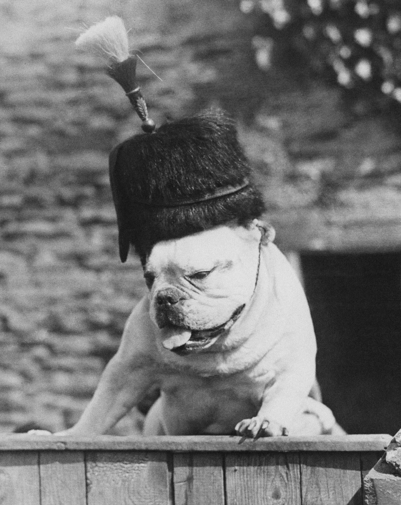 Illustration for article titled Vintage Photos Reveal Century-Long Obession with Dressing Up Pets